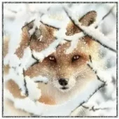 gallery-688-for-129965