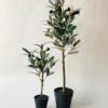 Oliventre oppstrammet S h 41 cm