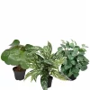Mr Plant Grønn planter, mix 3 ass, pris pr stk