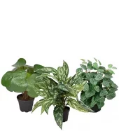 Mr Plant Grønn planter, mix 3 ass, pris pr stk
