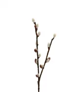 Mr Plant "GåseLabber" kvist, 36cm