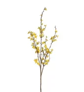 Mr Plant Forsythia Kvist, 120cm