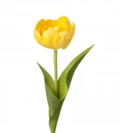 Mr Plant Tulipan, Gul 36cm