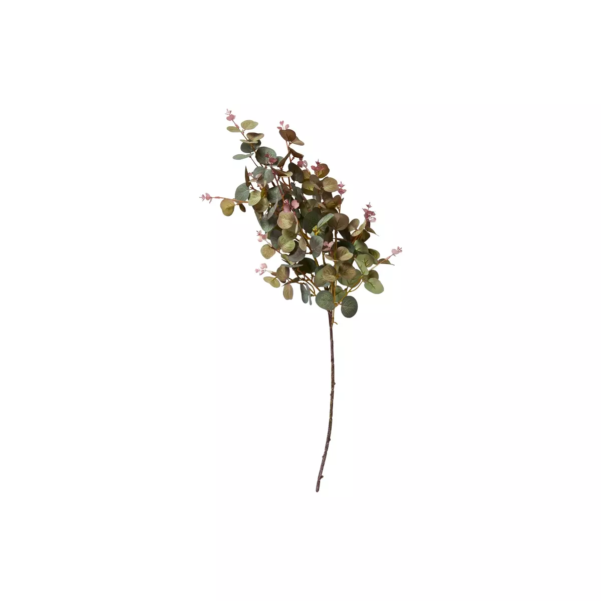 Speedsberg Eukalyptus stilk, 70cm