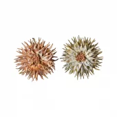 Speedtsberg Protea hoved – Ø11 cm (kunstblomst)