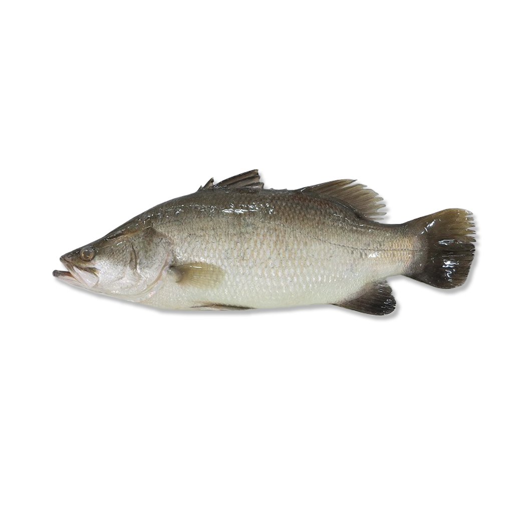 Baramundi weever fish 鲈鱼