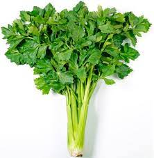 Celery 1stk 芹菜一把