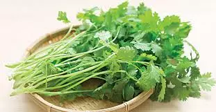 Coriander 1pck 香菜1把