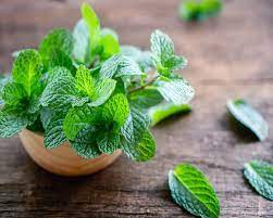 Fresh Mint Premium80g  特级新鲜薄荷80克