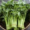 Morning Glory 200g 空心菜一包200克