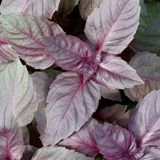 Red Basil leaf 80g 红兰香叶80克