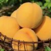 Yellow peach 大黄桃 KG