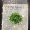 SEAFOOD NORWAY Goma Wakame seaweed salad 1kg 挪威海鲜牌海藻沙拉1千克