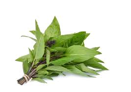 Thai Sweet Basil 80g