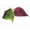 Vietnamese Perilla leaf 80g