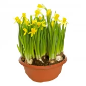 Påskelilje - 'Tete a Tete' 23 cm
