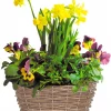 Stemor - Viola 23 cm m/påskelilje
