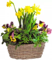 Stemor - Viola 23 cm m/påskelilje