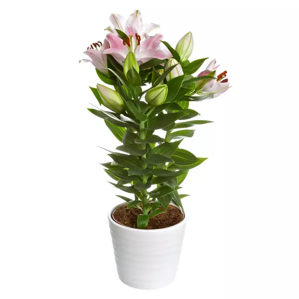 Lillium Oriental - Liljer 13 cm