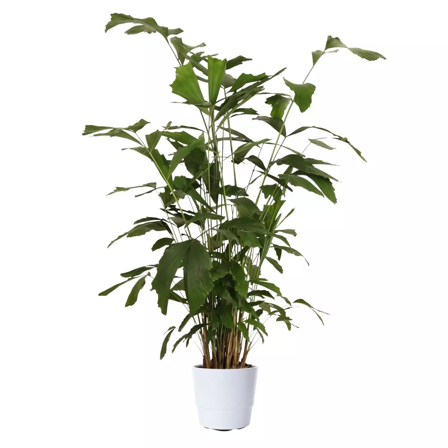 Caryota - Fiskehaleplante 21 cm