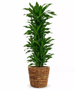 Dracaena mix - Dragetre 27 cm grenet