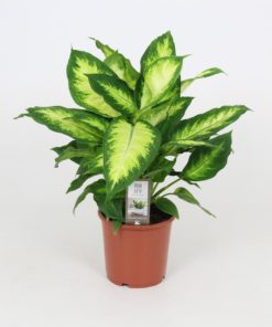 Dieffenbachia - Prikkblad mix 17 cm