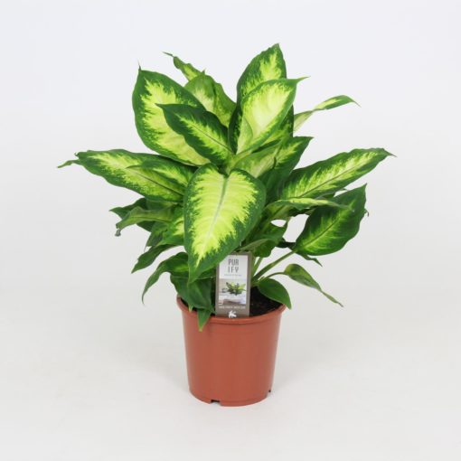 Dieffenbachia - Prikkblad mix 17 cm