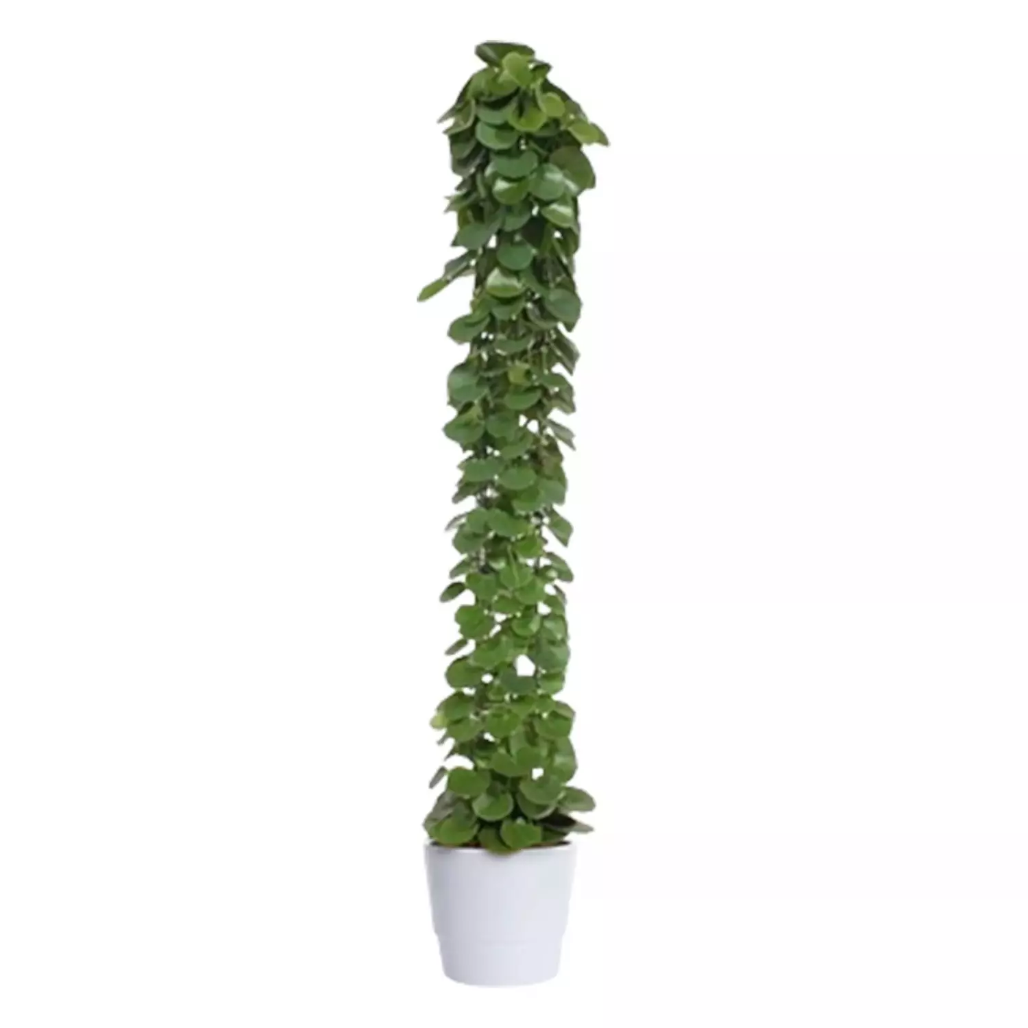 Cissus Rotundifolia - Stuevin 27 cm