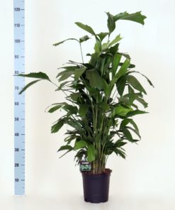 Caryota - Fiskehaleplante 24 cm