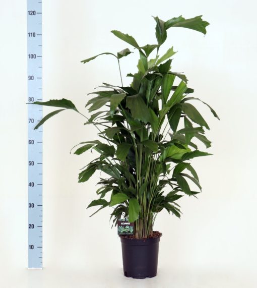 Caryota - Fiskehaleplante 24 cm