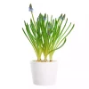 Muscari - Perleblomst 12 cm