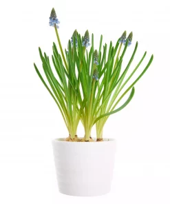 Muscari - Perleblomst 12 cm