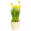 Påskeliljer - Tete a Tete 12 cm