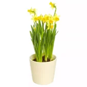 Påskeliljer - Tete a Tete 12 cm