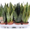 Sansevieria Trifasciata -Svigermorstunge 10 cm