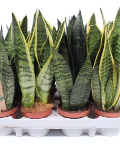 Sansevieria Trifasciata -Svigermorstunge 10 cm