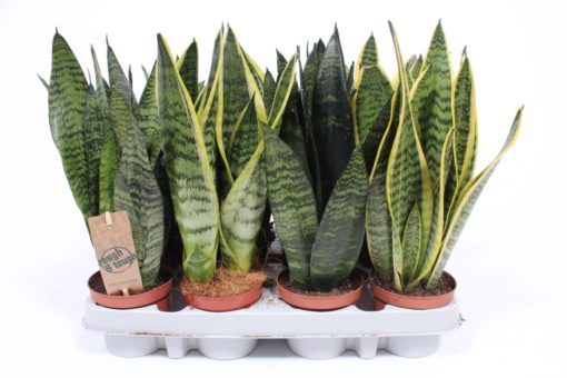 Sansevieria Trifasciata -Svigermorstunge 10 cm