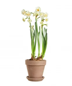 Påskeliljer - Bridal Crown 12 cm