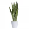 Sansevieria Trifasciata - Svigermorstunge 21 cm