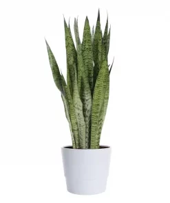 Sansevieria Trifasciata - Svigermorstunge 21 cm