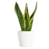 Sansevieria Trifasciata - Svigermorstunge 10 cm