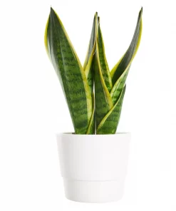 Sansevieria Trifasciata - Svigermorstunge 10 cm