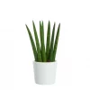 Sansevieria Trifasciata - Bajonettplante mini