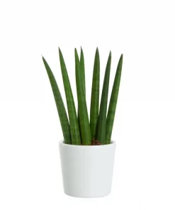 Sansevieria Trifasciata - Bajonettplante mini
