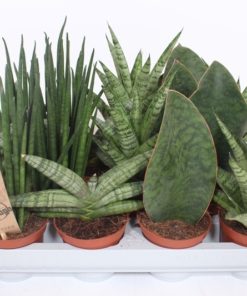 Sansevieria Cylindrica - Bajonettplante 8 cm