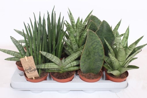 Sansevieria Cylindrica - Bajonettplante 8 cm