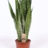 Sansevieria Trifacata  - Svigermorstunge 21 cm