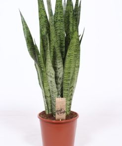 Sansevieria Trifacata  - Svigermorstunge 21 cm