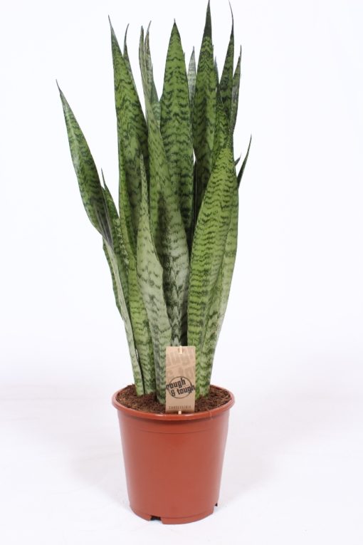 Sansevieria Trifacata  - Svigermorstunge 21 cm