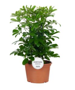 Schefflera Nora - Paraplyplante 21 cm